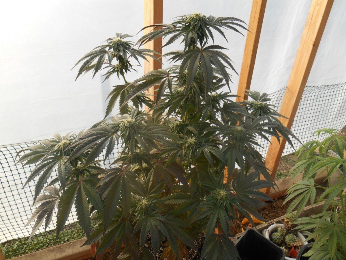 Budsandroses217