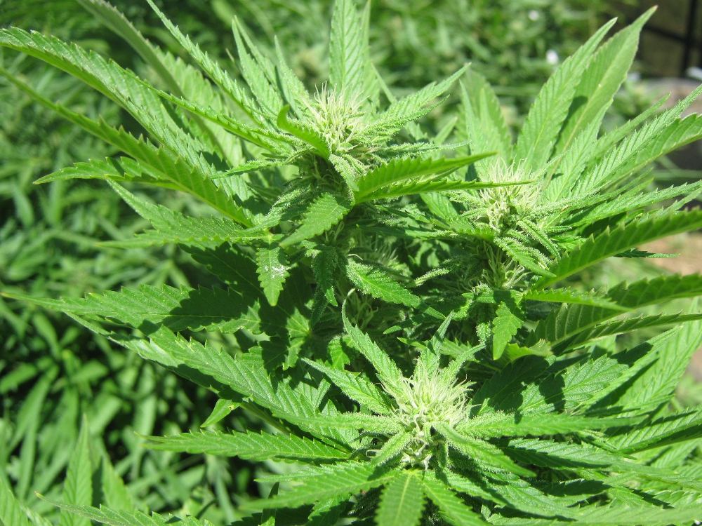 Budsinsun