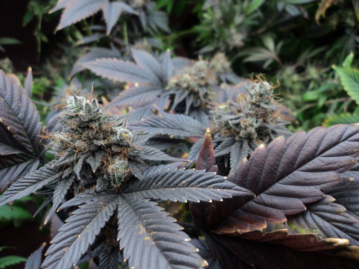 Budz 006