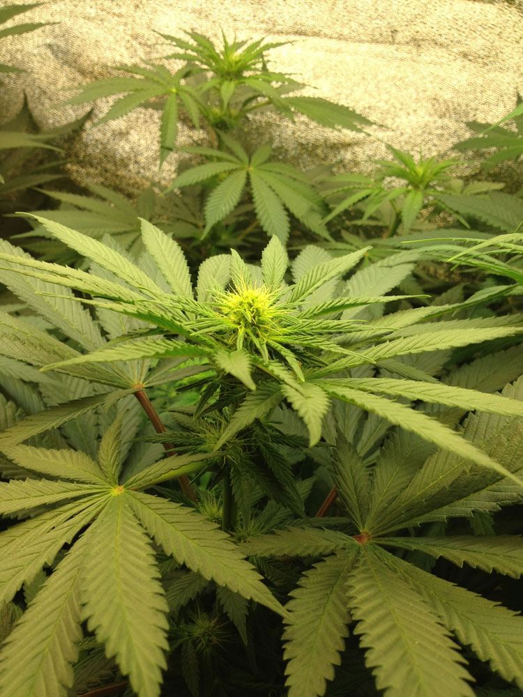 Budz
