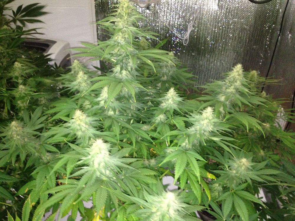 Budz