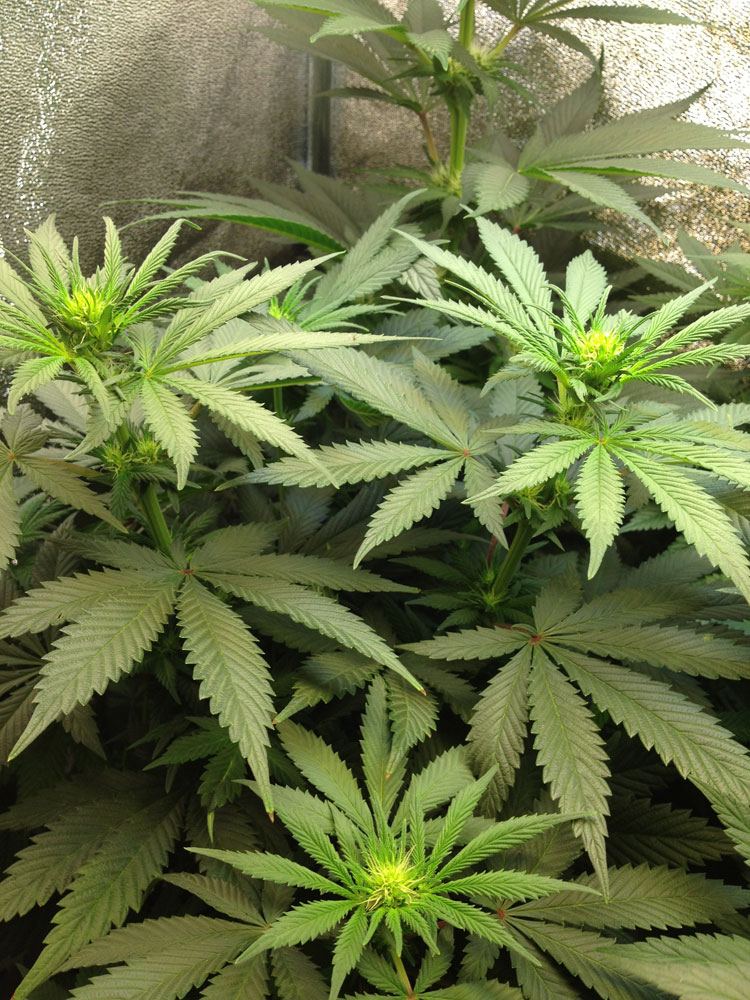 Budz1