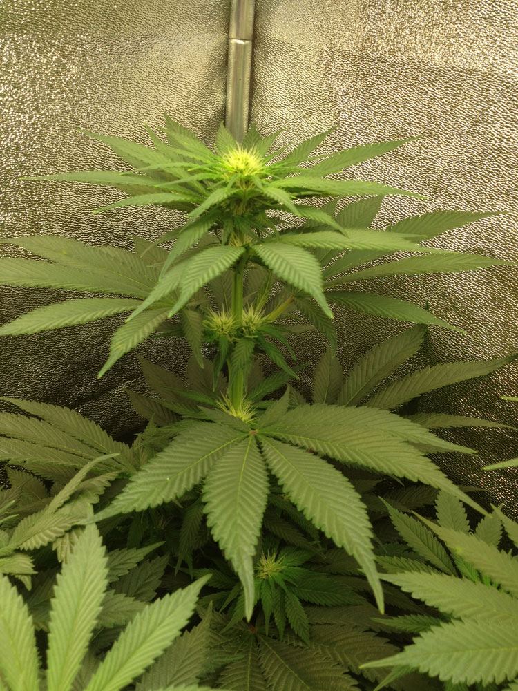 Budz2