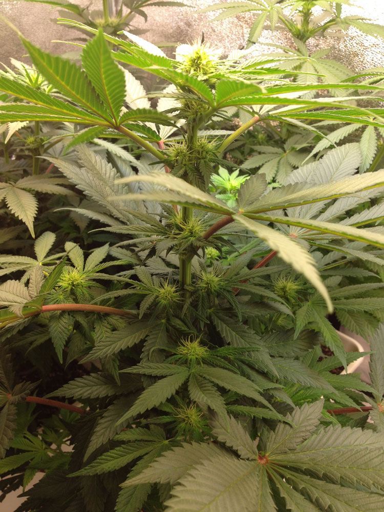 Budz3