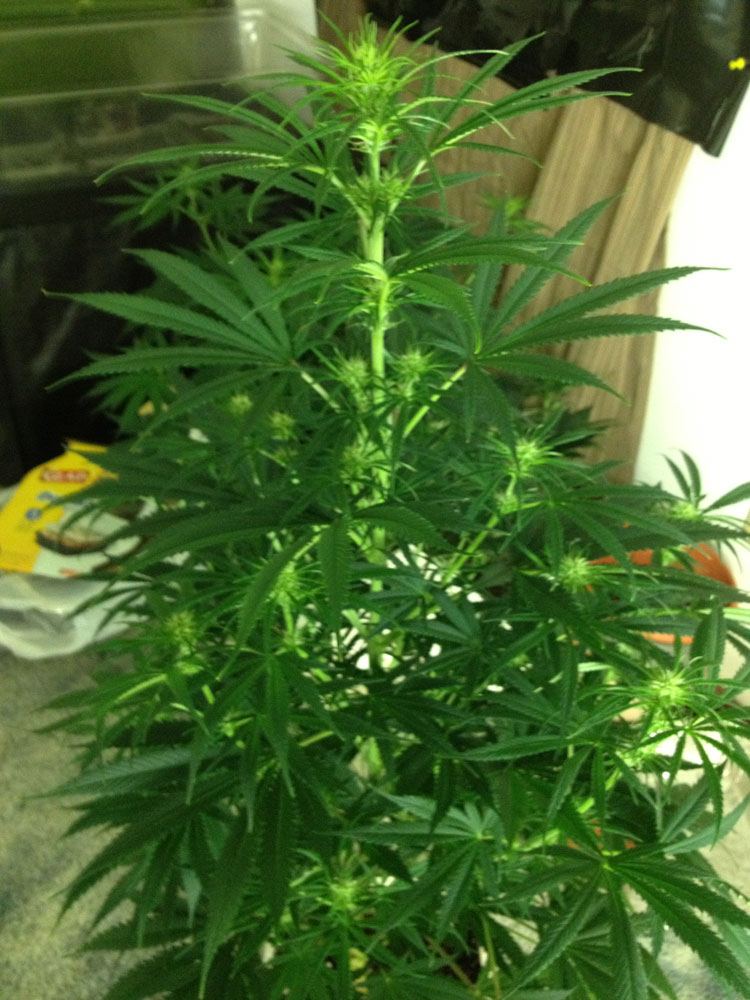 Budz ac1