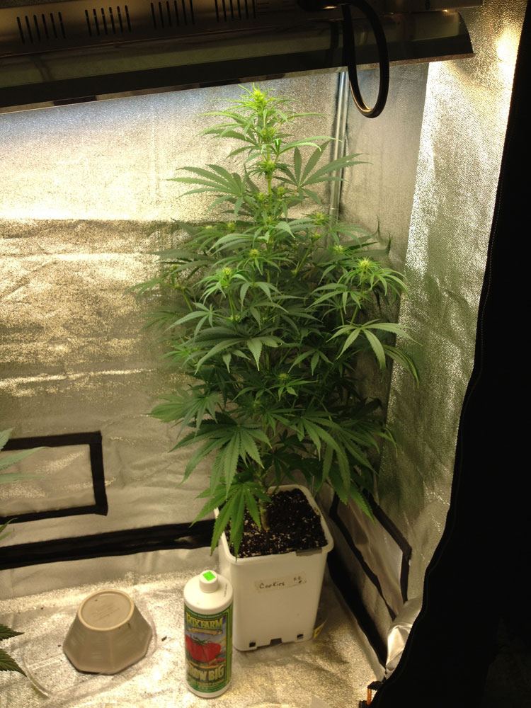 Budz ac2