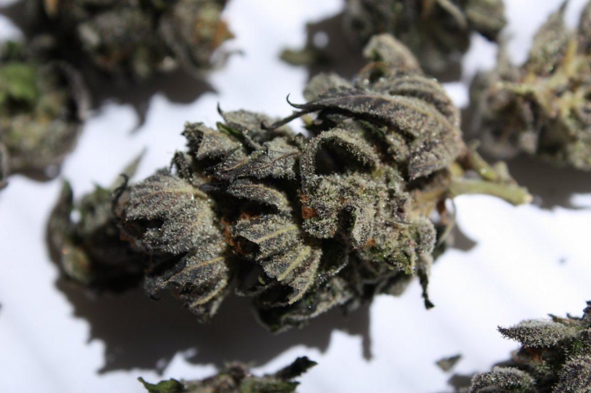 Budzz 005