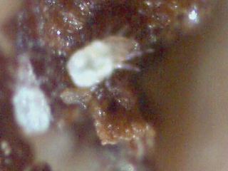 Bug 12 18 2