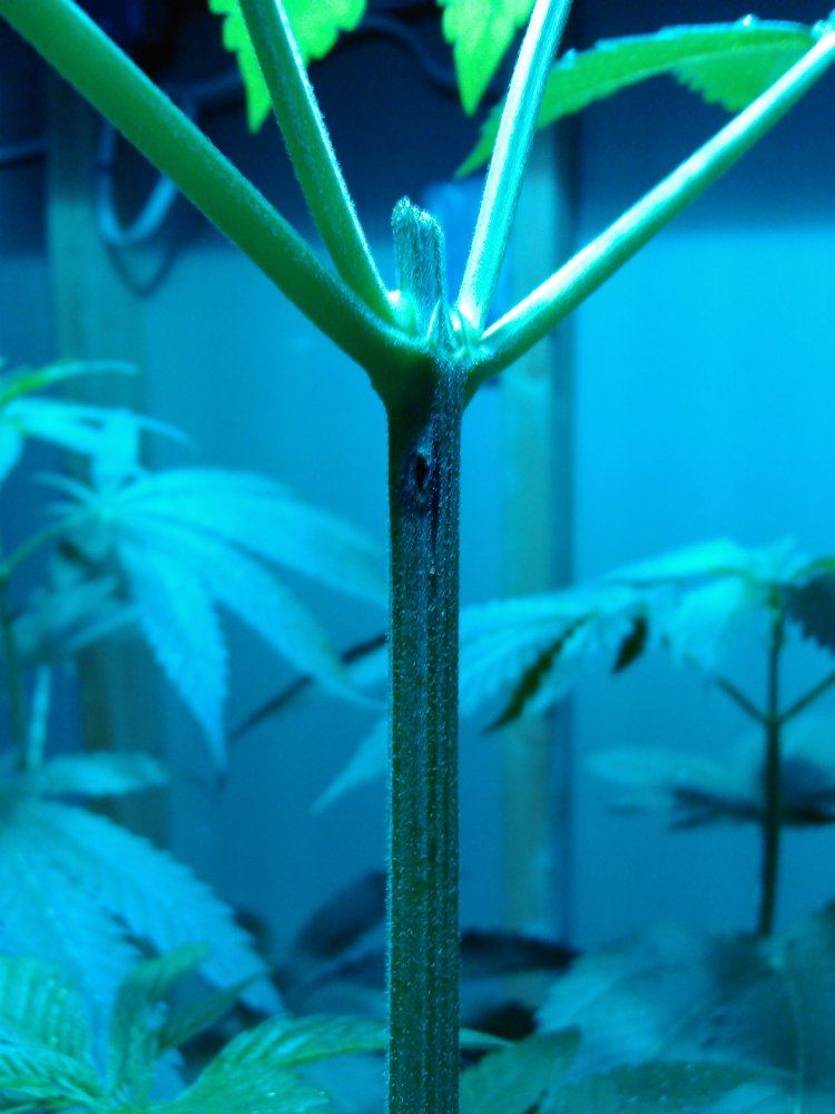 Bug grow 2