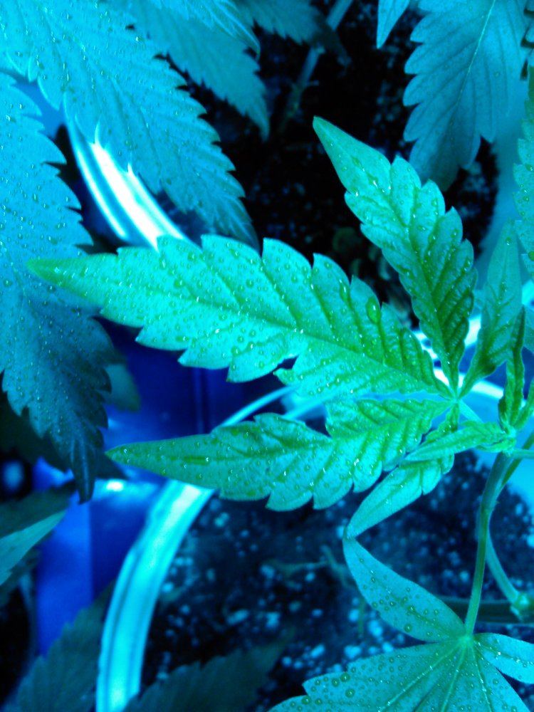 Bug grow