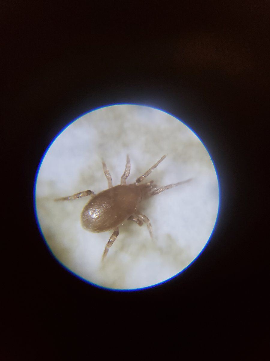 Bug identification with pics help
