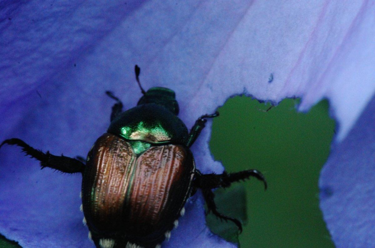 Bug