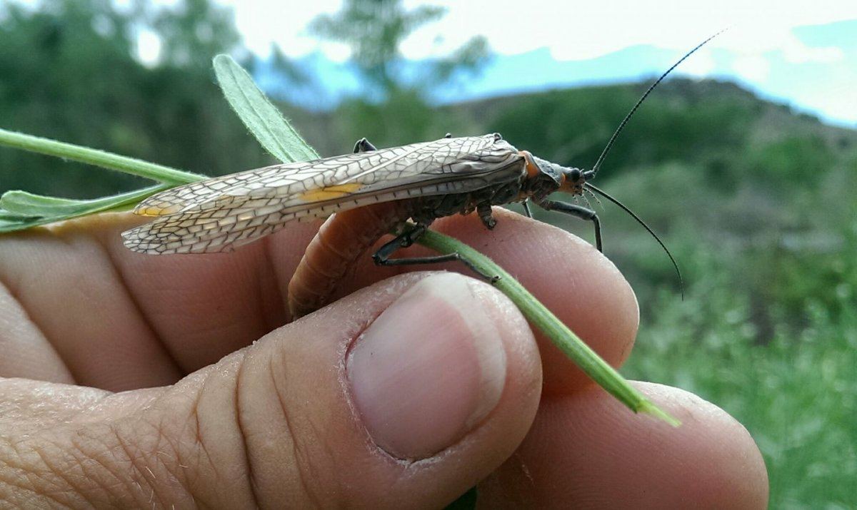 Bug