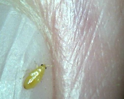 Bug724