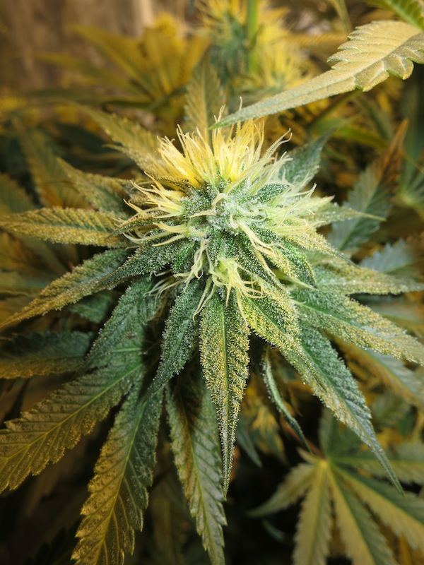 BUGBUBBA sf