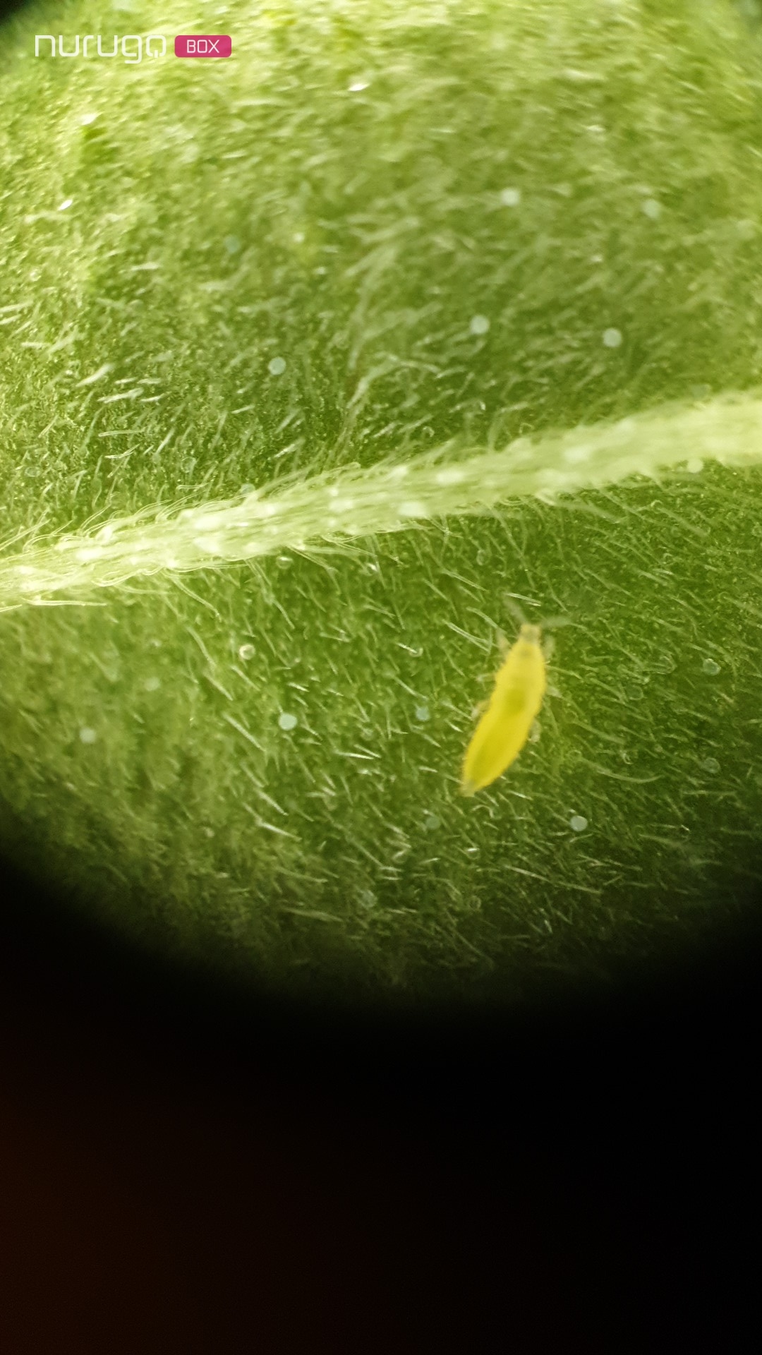 Bugs i keep getting id bug issue 3