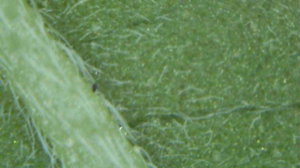 Bugs mites or am i just tripping 3