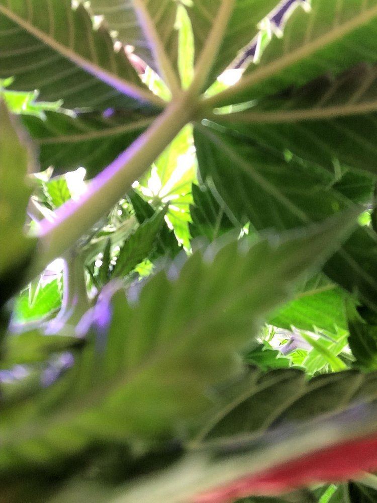 Bugs view