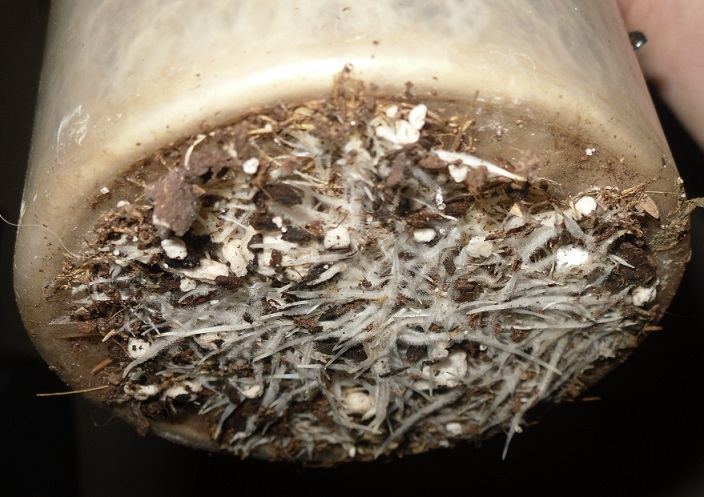 Bull bottom root