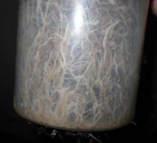 Bull side root