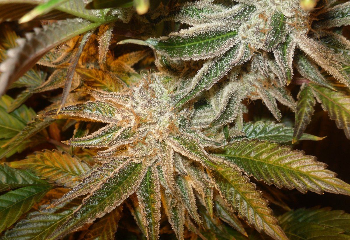 Bull wk10