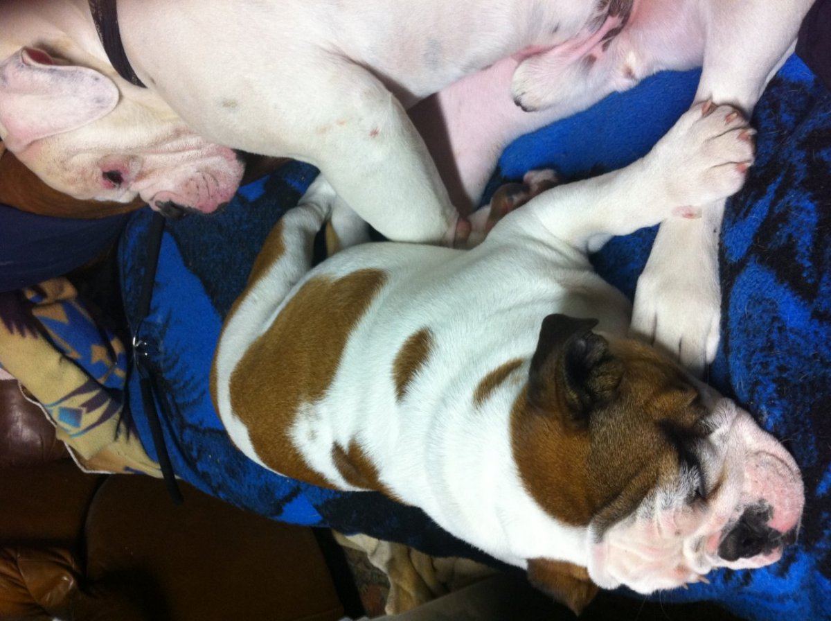 Bulldogs