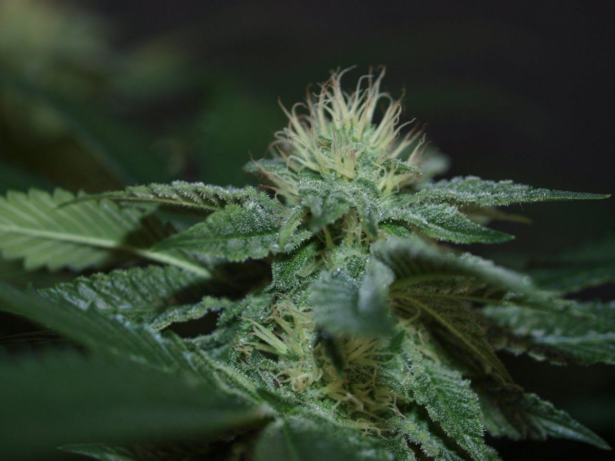 Bulletproof kush 10