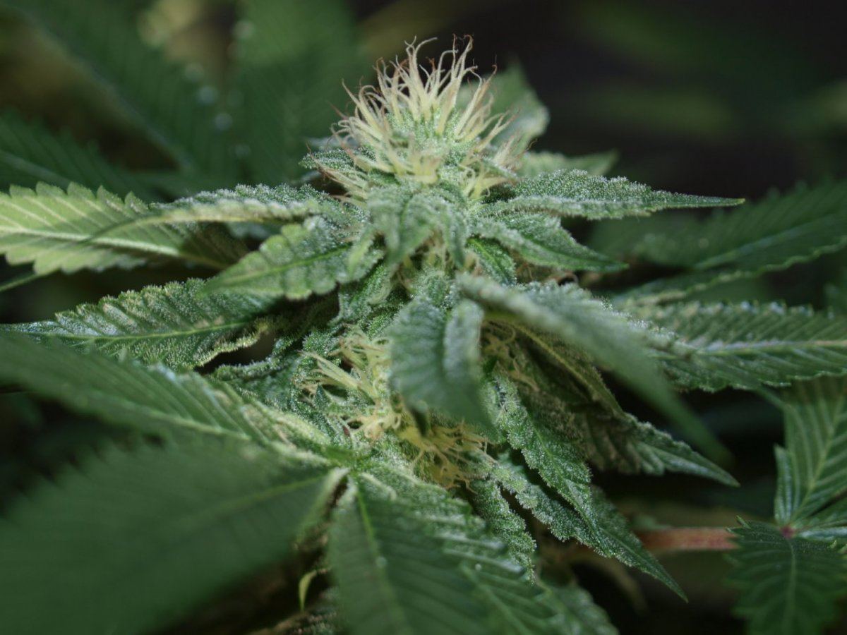 Bulletproof kush 11