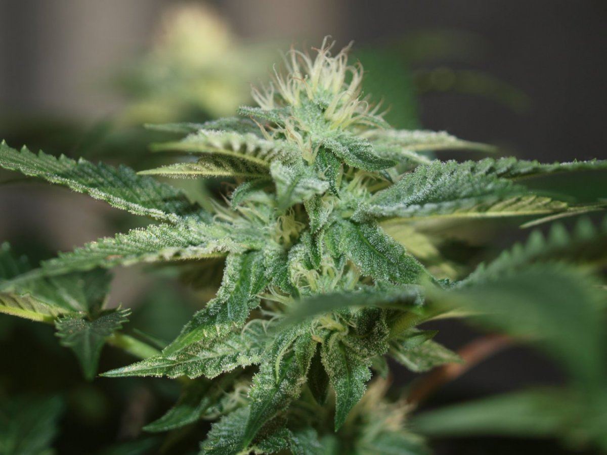 Bulletproof kush 13