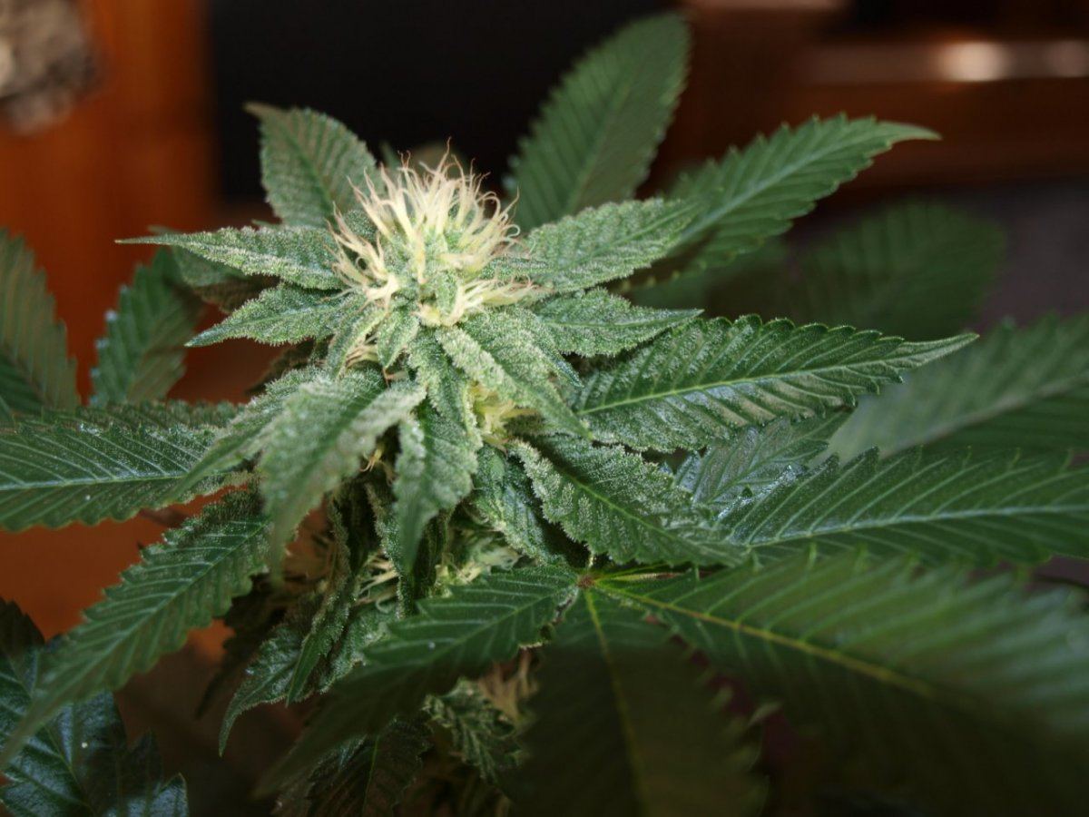 Bulletproof kush 3