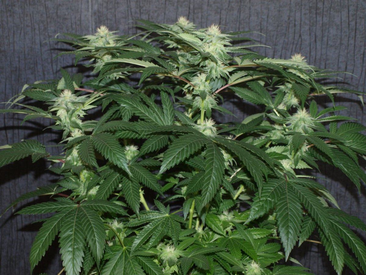 Bulletproof kush 4