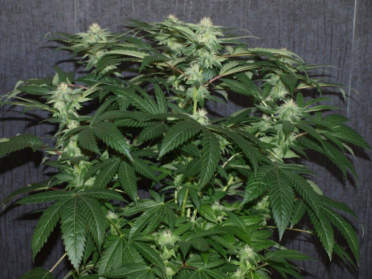 Bulletproof kush 5