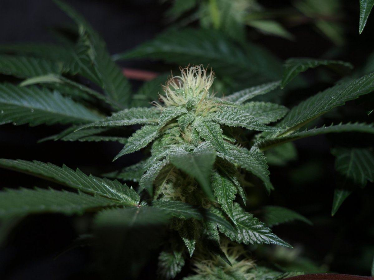 Bulletproof kush 6