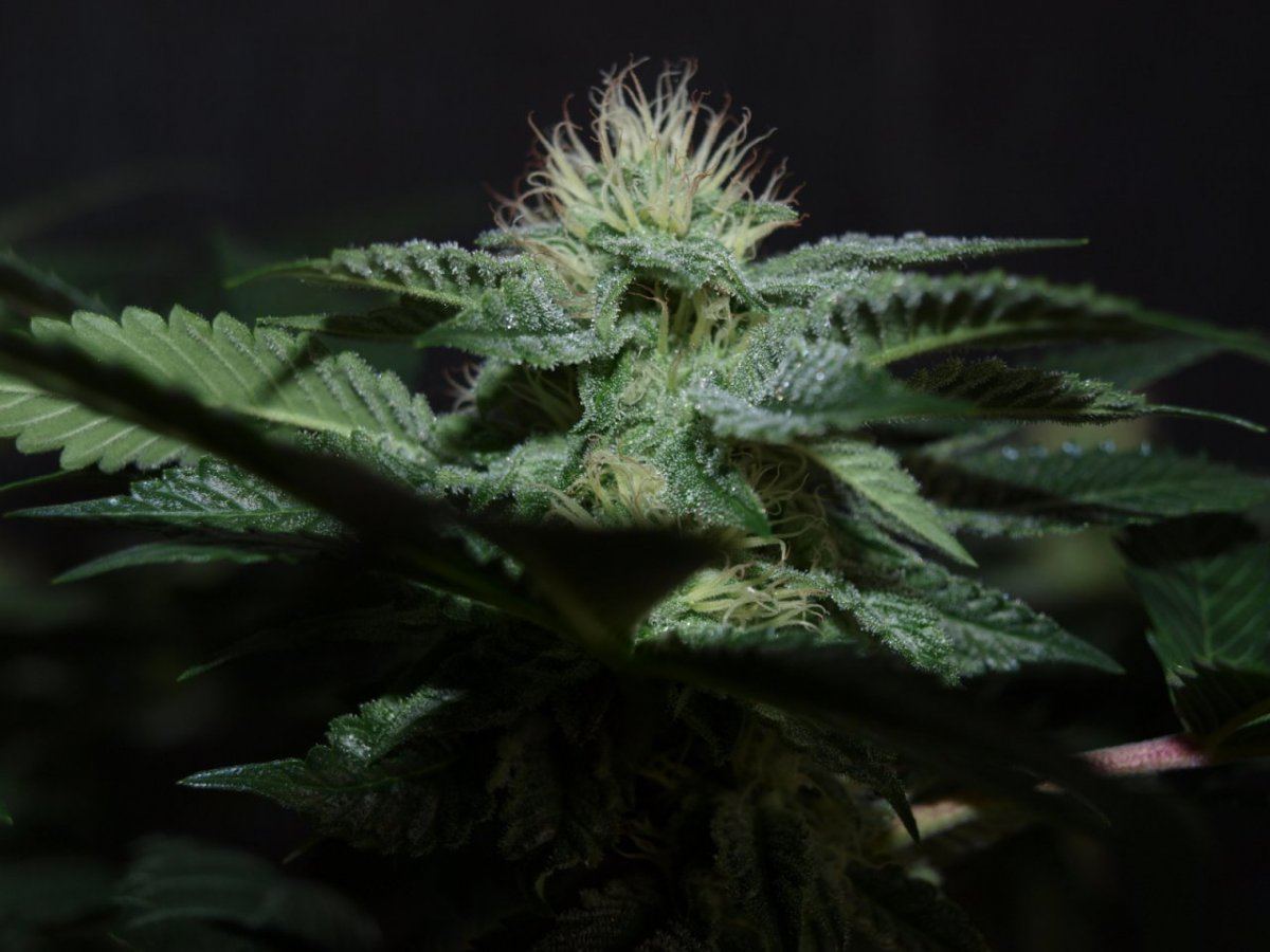 Bulletproof kush 7