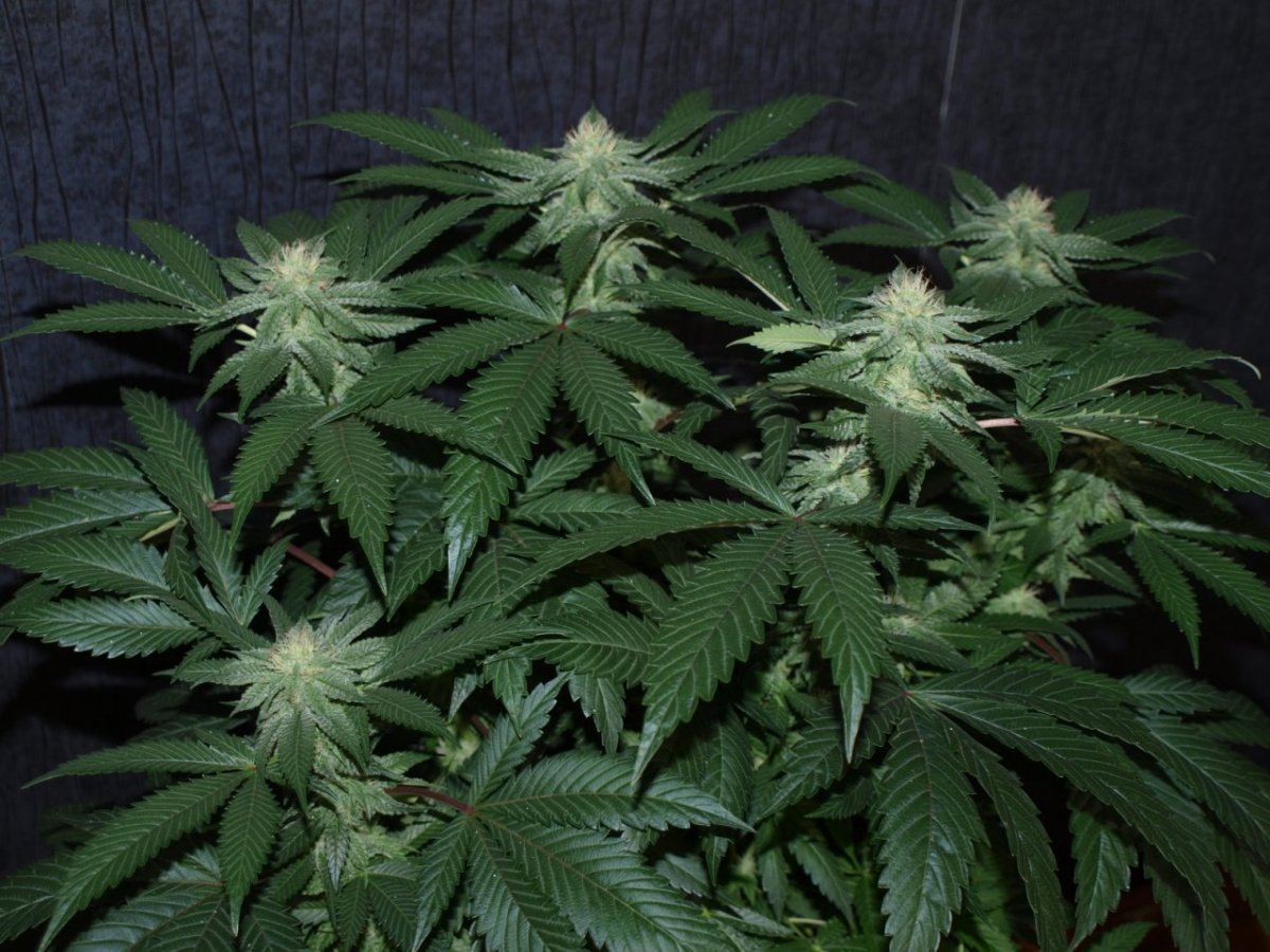 Bulletproof kush 8