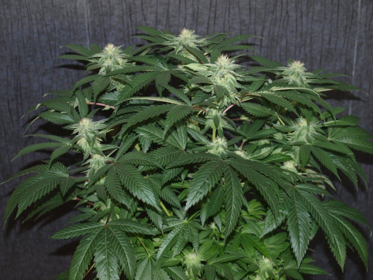 Bulletproof kush 9