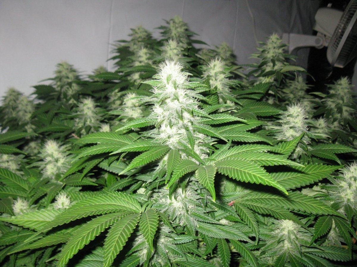 Bully 4wks 031