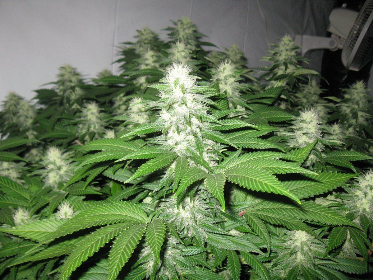 Bully 4wks 031