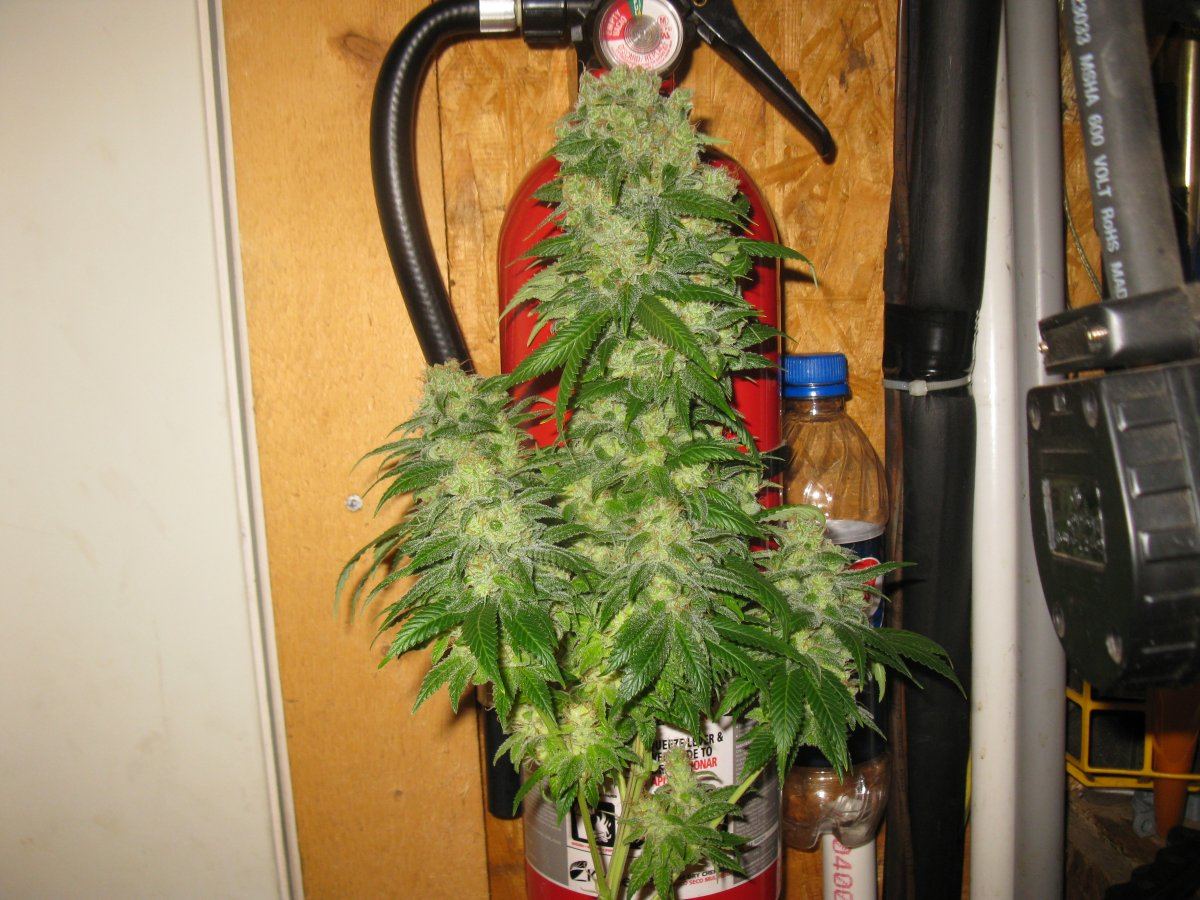 Bully chop 013