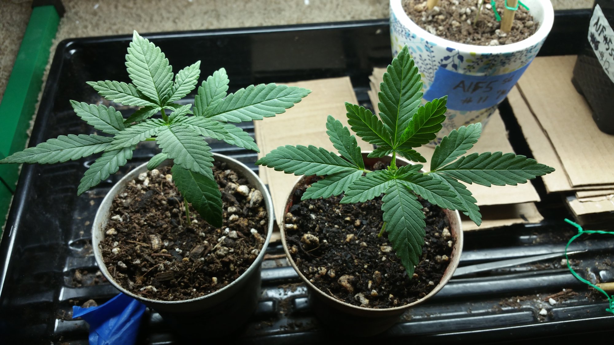 Bunkerkings auto flower breeding project
