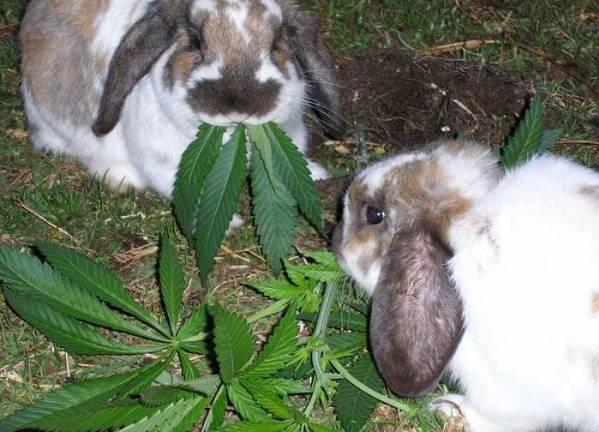 Bunny munchin
