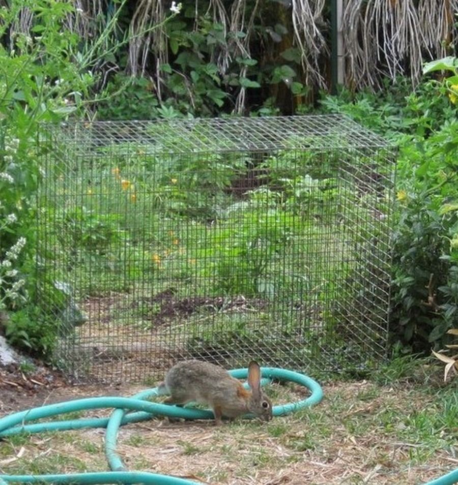 Bunny1a