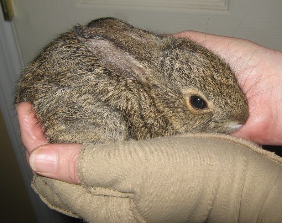Bunny310