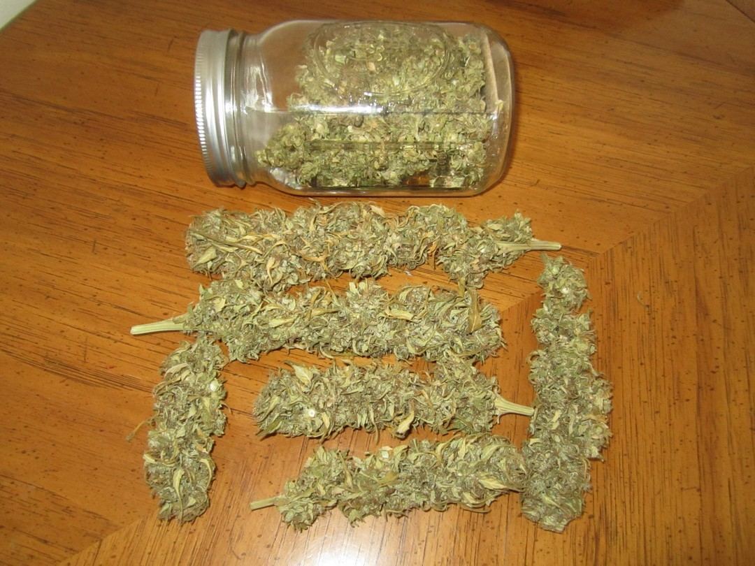 BunnyWeed1
