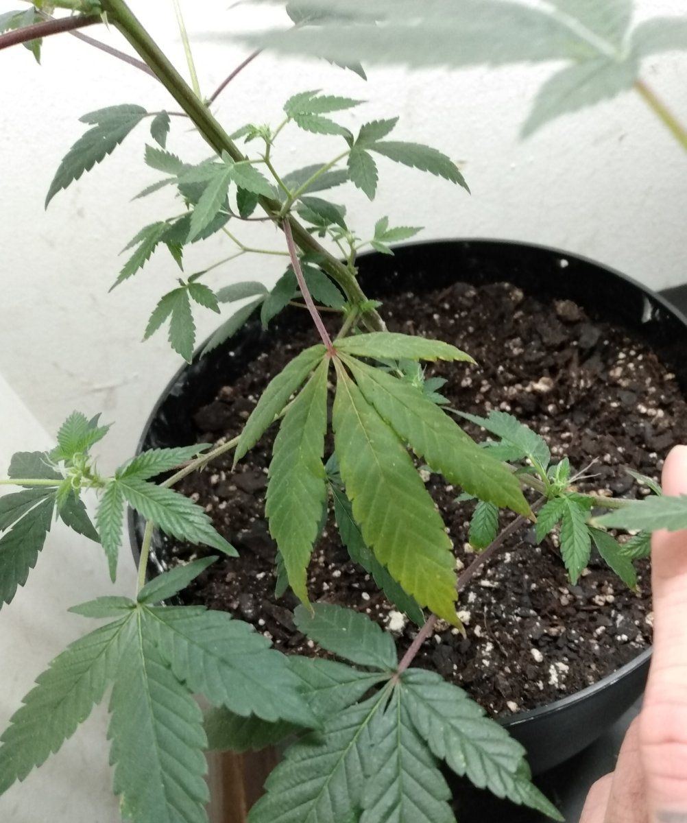 Burn or deficiency first timer 3
