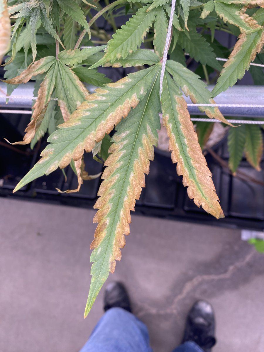 Burned leaves 1