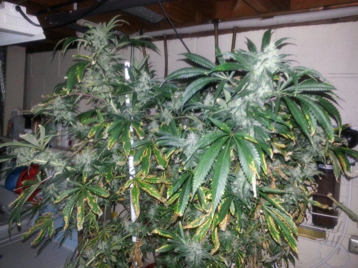 Burningdying lower leaves 4 weeks into flower 2