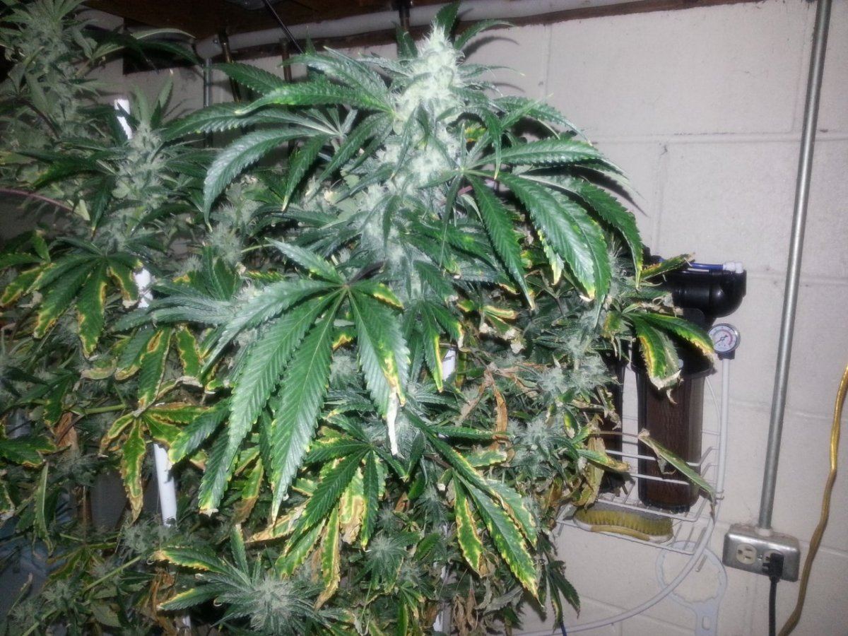 Burningdying lower leaves 4 weeks into flower 3