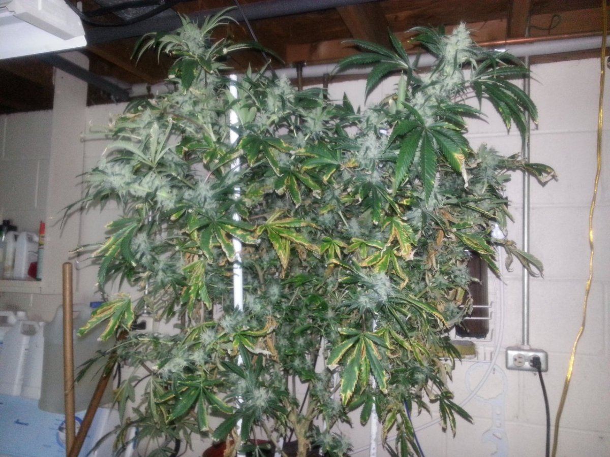 Burningdying lower leaves 4 weeks into flower 4