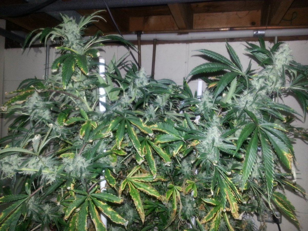 Burningdying lower leaves 4 weeks into flower